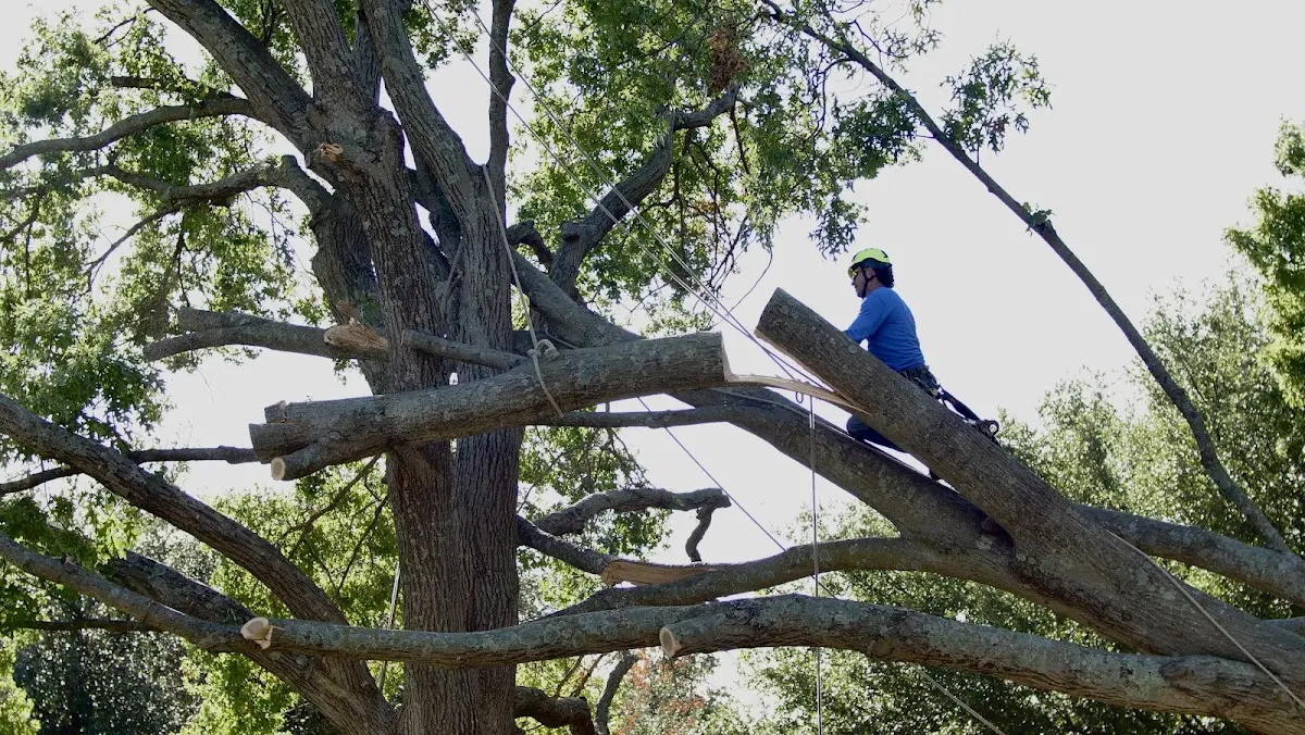 Professional Hazardous Tree Removal performed by certified arborists in Altheimer